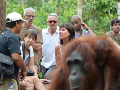 F-TanjungPutingOrangutan