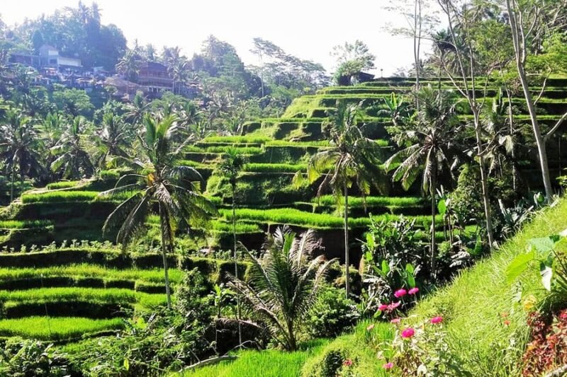 Jatiluwih Rice Fields day trip magical bali