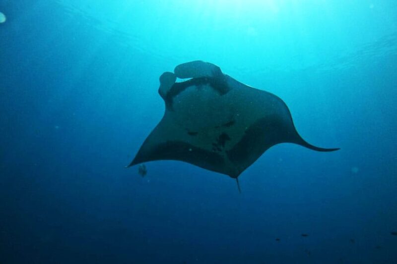 Nusa Island Manta Point day trip snorkeling nusa