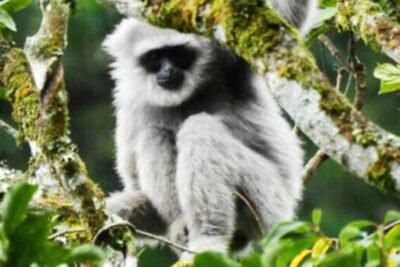 javan gibbon expedition 3d/2n