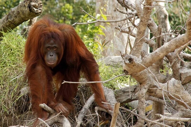 Orangutan in Tanjung Puting National Park Borneo