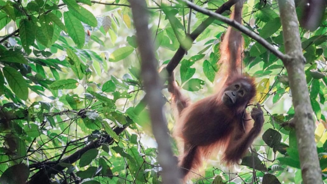 orangutan wildlife 5d/4n