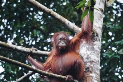 kutai national park 3d/2n