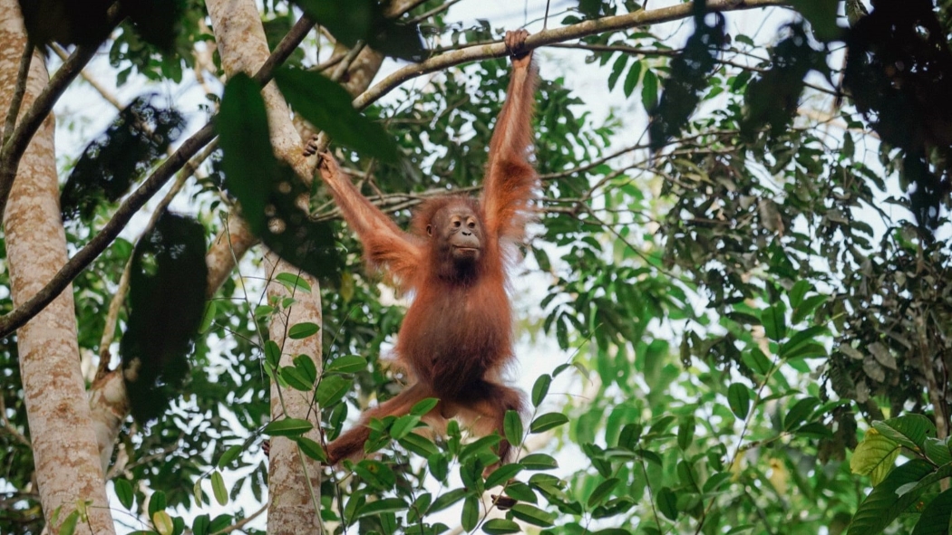 kutai national park 3d/2n