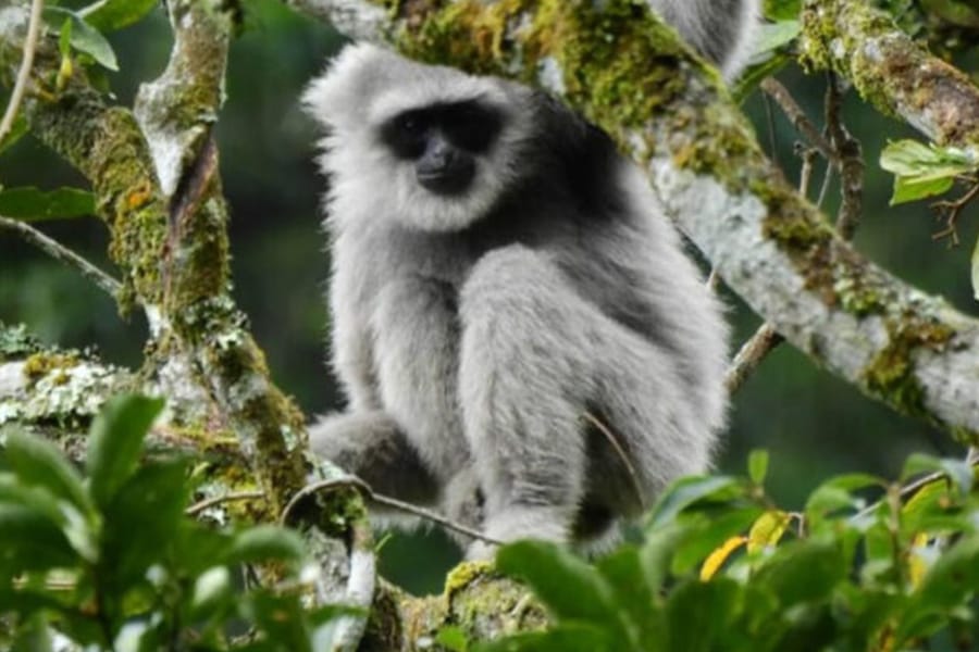 Javan Gibbon Expedition 3D/2N