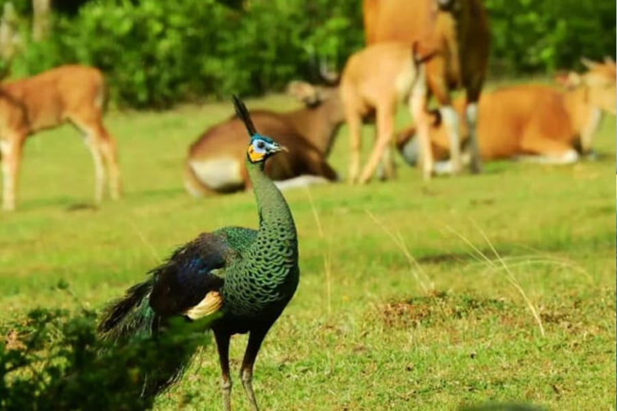 javan gibbon expedition 3d/2n