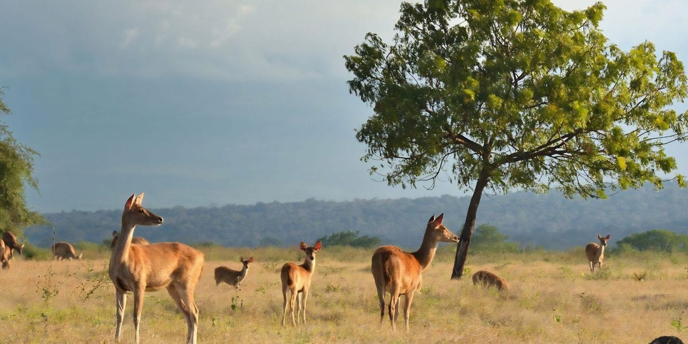 jungle trekking ujung kulon rainforest experience