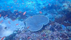 Snorkeling-Nusa day trip 3 point snorkeling