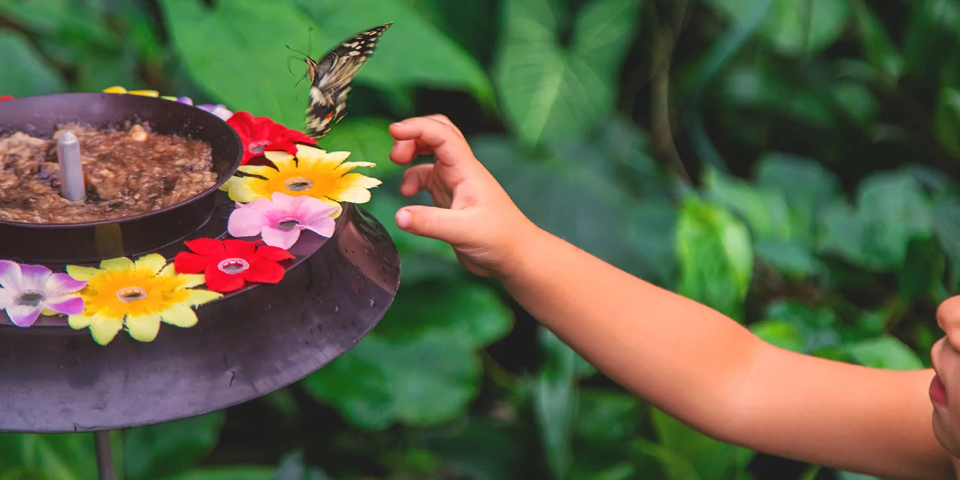 Colorful butterflies at Taman Kupu-Kupu Bali butterfly park
