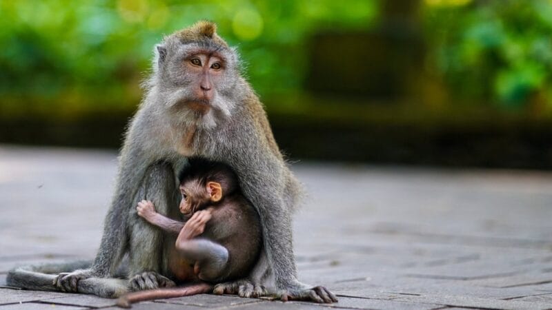 Monkey Forest bali 9d/8n