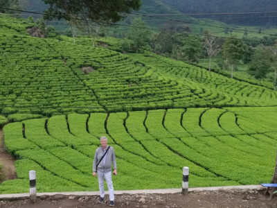 Rancabali Tea Plantation