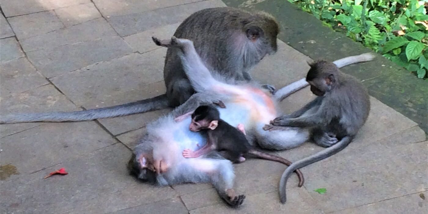 Long tailed macaque in the Sacred Monkey Forest Ubud Bali
