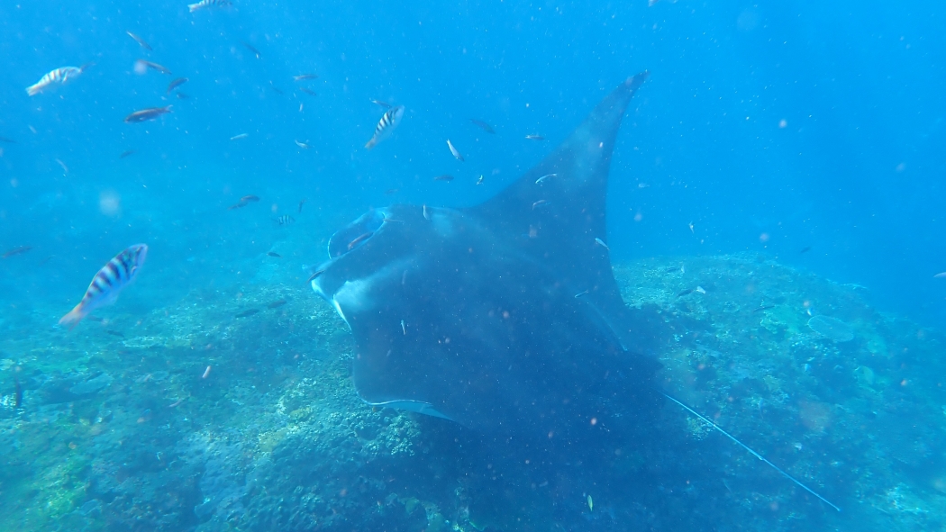 open trip diving komodo np