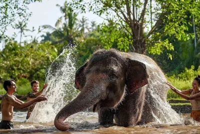 Elephant bath at Bali Zoo