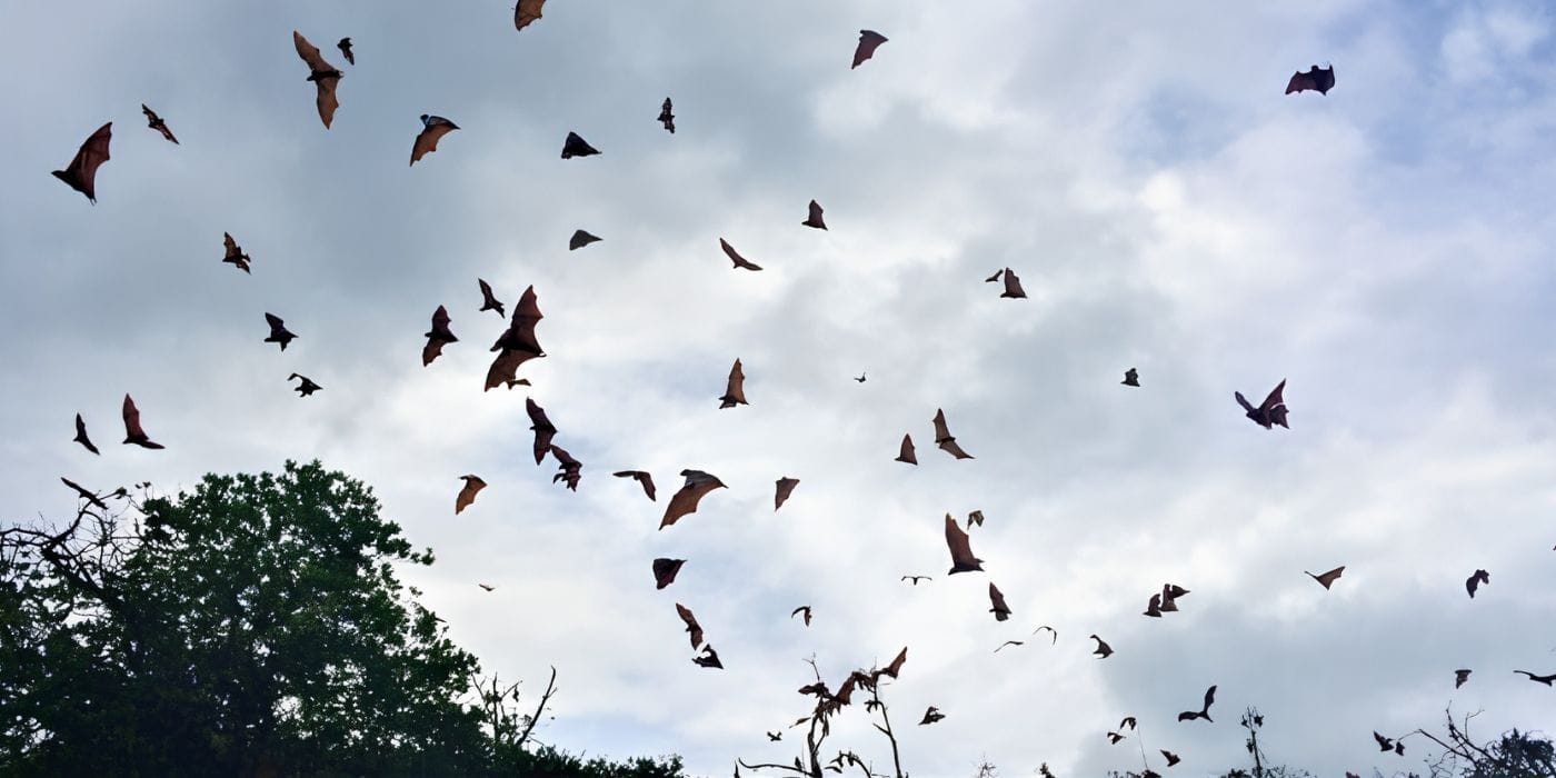 Bat flying at noon in 17 island