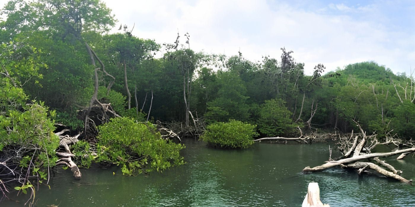 bat center at 17 island