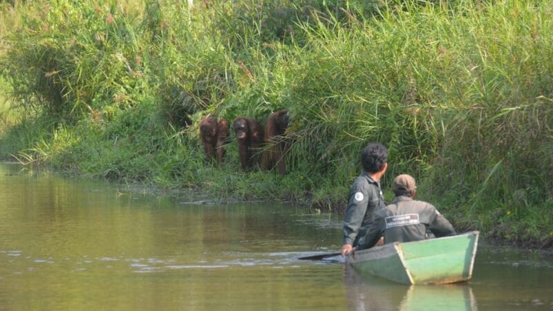Samboja-FeedingOrangutan orangutan - mangrove trip