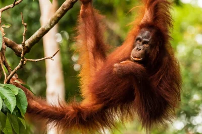orang utan at Tanjung puting