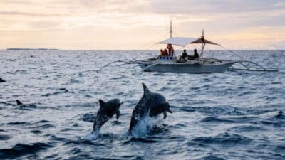 Lovina-DolphinSpotting