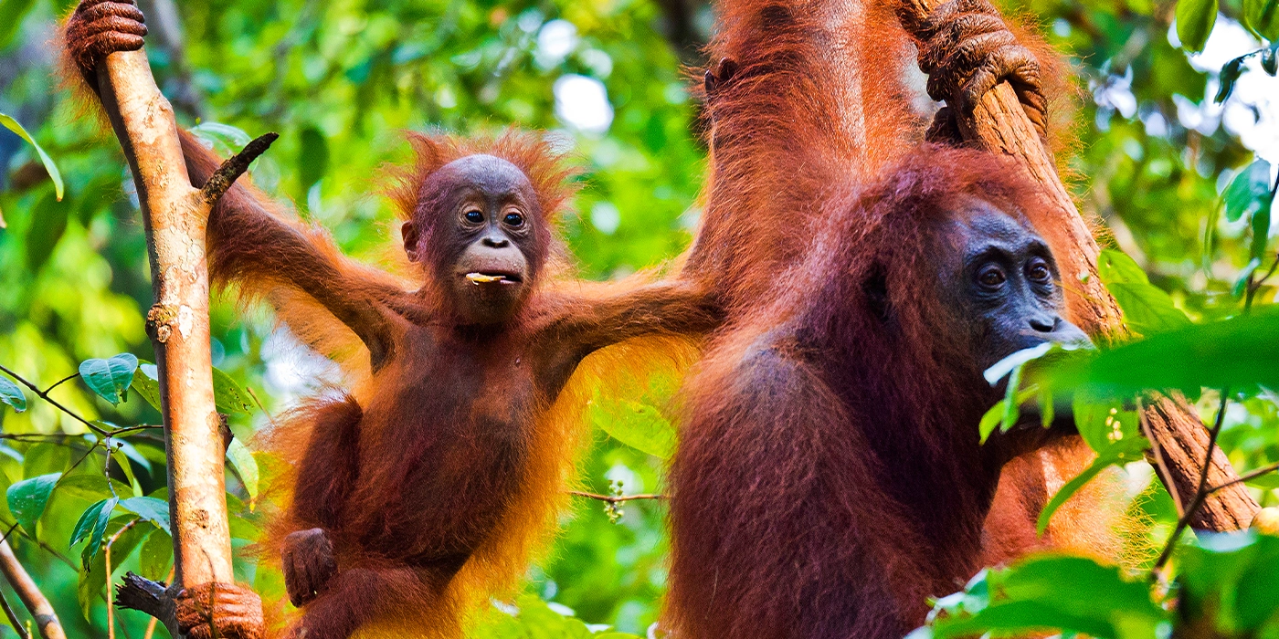 Sumatran orangutan in the rainforest of Bukit Lawang Sumatra