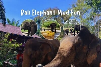 Bali Elephant Mud