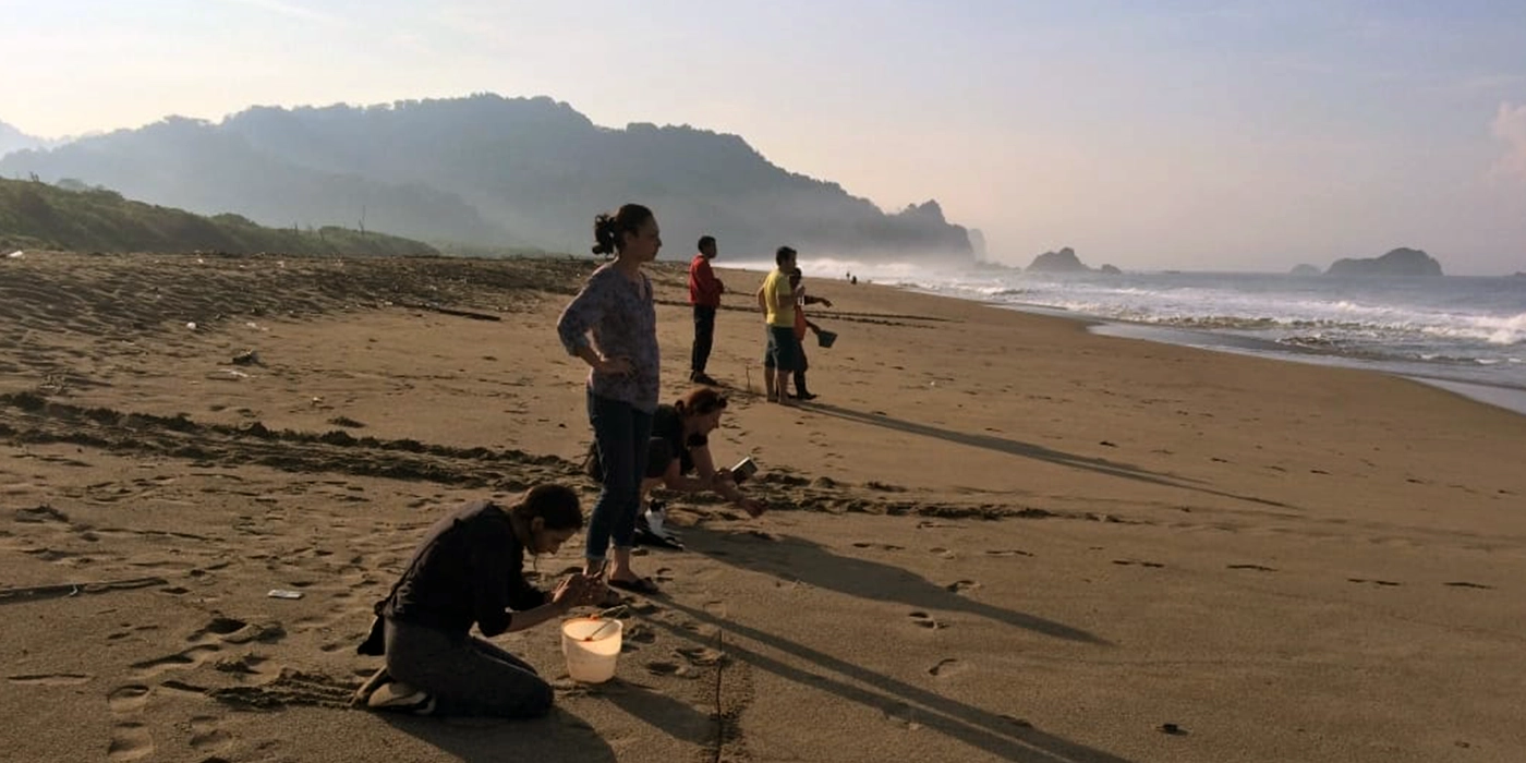 release the baby turtle at the beach