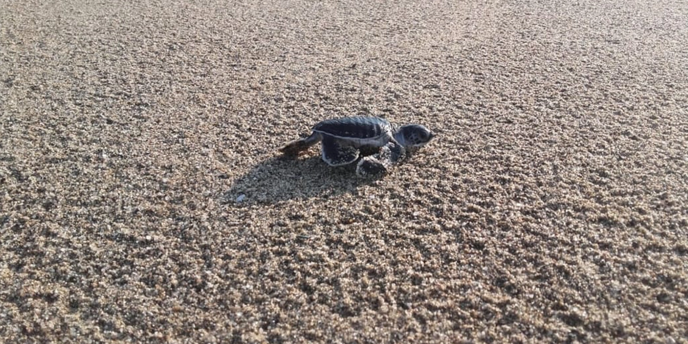 tukik or little turtle on the beach